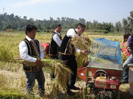 富硒水稻的采收