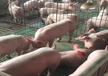 青海玉树杜洛克仔猪价格 2021年猪苗价格 猪多多养殖中心品牌商