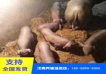 大约克原种母猪 汉青养殖场