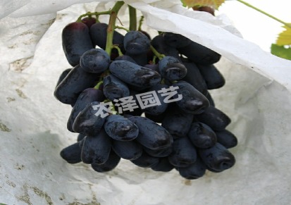 蓝宝石葡萄苗多少钱一棵 山东蓝宝石葡萄苗批发价格介绍及栽培技术