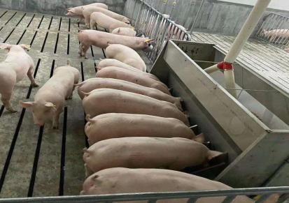 创新怀孕母猪批发 200头母猪价格 养殖运输很方便 欢迎挑选采购
