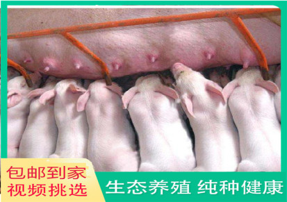 仔猪养殖场 山东仔猪 廷东 包邮出售养殖技术 存活率高品种纯