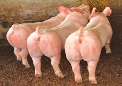 杜洛克公猪 三元仔猪价格 检疫齐全品种优良 强森 湖北仔猪养殖场