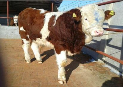 厂家供应改良肉牛 广宏 两月的西门塔尔牛价格 长期供应