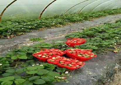 草莓苗批发价格 妙香七号草莓苗多少钱一颗 抗病草莓苗