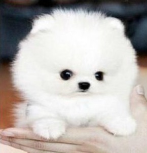 博美 小型犬 白色，玩赏犬 可爱犬 宠物狗