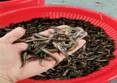 广州广州泥鳅苗养殖 活泼水产诚信商家 广州泥鳅苗养殖出售