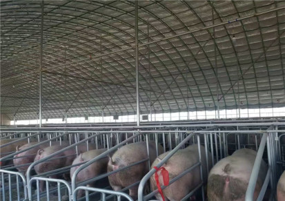 西安日光温室养猪大棚 腾鑫畜牧环保材质