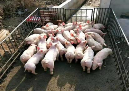 攀枝花猪苗价格 销售大白猪种 出售批发会山直销 购买长白猪种