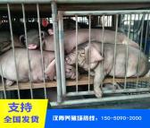 大白母猪 大约克母猪 汉青养殖场HQ-98