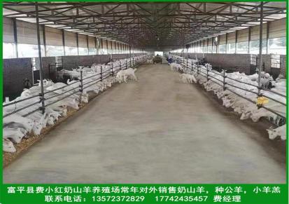 奶山羊 大量供应 关中萨能奶山羊 养殖场批发 提供技术指导
