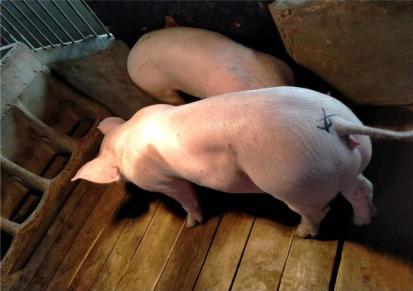 湖北母猪繁育 创新猪场 上百头母猪等待出售 价格不高