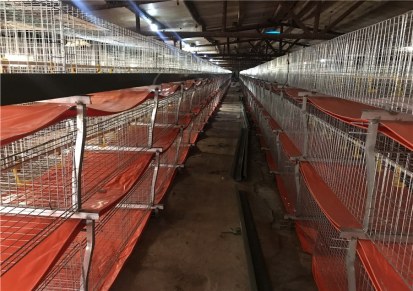 三层养鸡设备 自动清粪肉鸡笼 自动化养鸡笼 熙然厂家