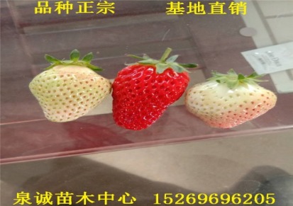 白雪公主草莓苗批发价格 泉诚苗木基地出售优质白雪公主草莓苗