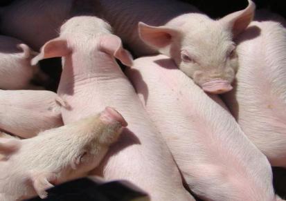 育肥猪苗批发 50斤母猪价格低 鑫华出售