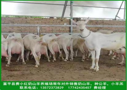 陕西富平萨能奶山羊养殖基地常年销售种公羊，青年羊，小羊羔，指导饲养