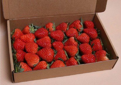 真正 出口等级 新鲜 草莓 应该是目前国内好的货源 15