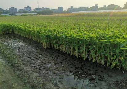 佳颖水生植物基地供应再力花再力花价格水生植物再力花水竹芋