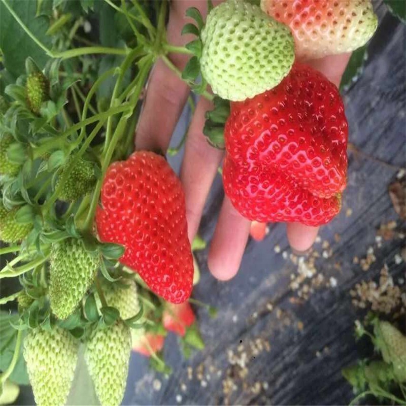 甜查理草莓苗价格、甜查理草莓苗培育基地