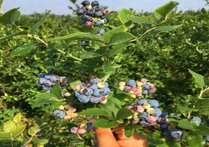 组培蓝莓树苗管理技术
