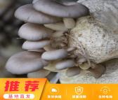 山东和时利平菇 新鲜平菇 平菇菌包 厂家直销全国售卖 欢迎来电咨询订购