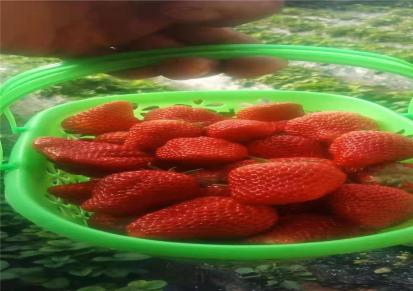 代民农业出售天仙醉 隋株 法兰地 章姬 红颜草莓苗新品种根系发达 移植易成活