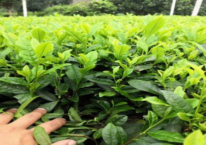 开县茶苗批发-开州茶苗价格-20-30厘米一年生开州茶叶苗供应