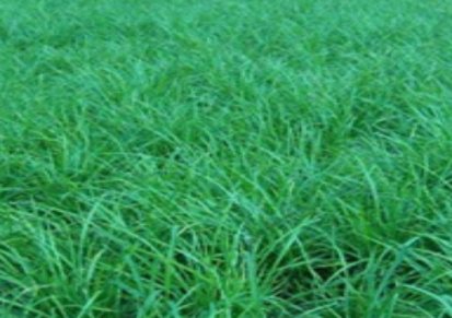 成活率高的金边麦冬草供应 襄阳李莉麦冬草 成活率高的金边麦冬草