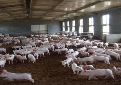 仔猪批发 30公斤仔猪价格 健康猪苗出售 作胜基地品质有保障