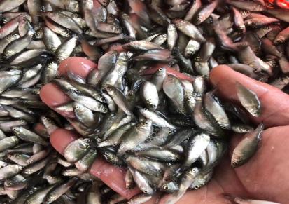 特大型鲫鱼养殖场 鲫鱼苗大量批发 可发货到全国各地 质量有保证