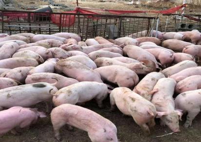 15公斤仔猪价格 大白母猪批发价格 养殖仔猪找希祥 品种多多