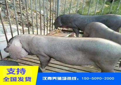 浙江绍兴杜洛克种猪 汉青养殖场