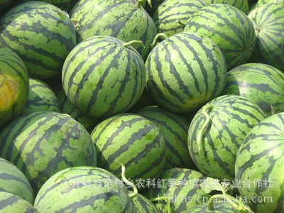 开封县农科红薯种植农民专业合作社大量批发优质新鲜一品西瓜