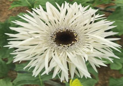 雪山非洲菊 远名花卉供应 喜光照充足 白色扶朗花 半耐寒泥培花