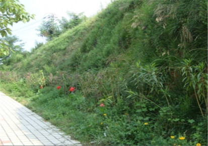 山东省 植草护坡绿化-高次团粒喷播生态植草荒山