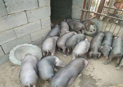 健壮种猪价格 精品种猪出售 汉青 喂养易成活