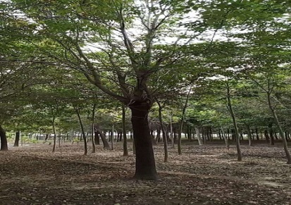 群林苗木种植基地白蜡12-13公分行道树-白蜡树价格