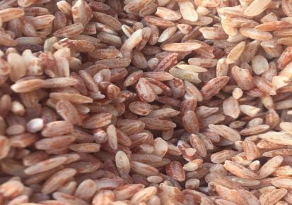 彝山香云南哈尼红糙米软红米原产地批发供应