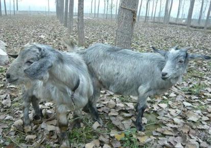 通和亚 散养繁殖青山羊小羊 脱温育肥怀孕母羊 外观呈青色 毛色好光润