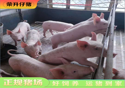 近期猪苗价格 山东仔猪价格 来荣升选猪 质量放心