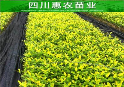 黄金芽茶苗长期供应 惠农苗木品质保证