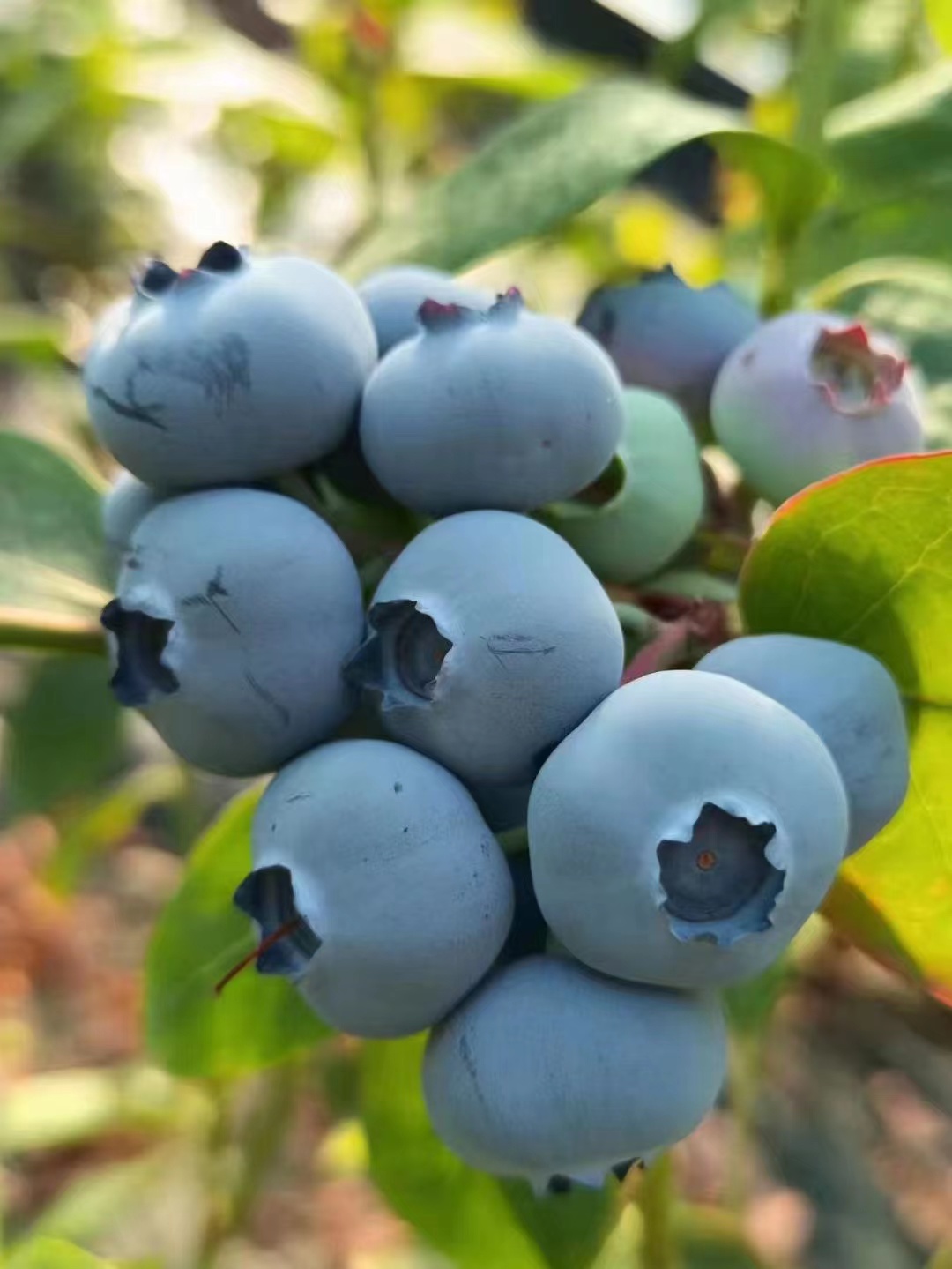 云雀蓝莓苗适合海南种植吗