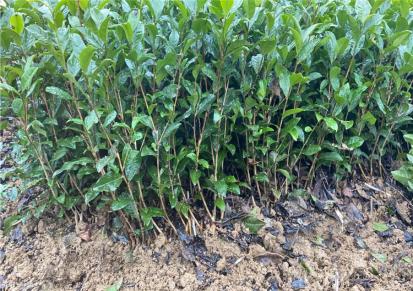 和谐农业奶白茶苗 0.2cm地径根系发达