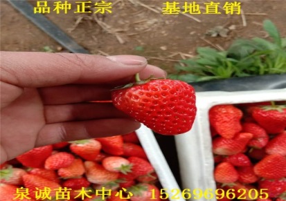 红颜草莓苗管理技术 草莓基地批发优质红颜草莓苗