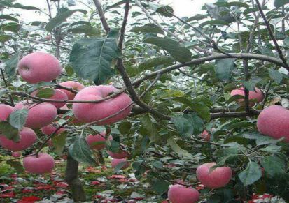 山东基地大量批发寒富苹果苗 量大优惠 品种纯正 价格便宜