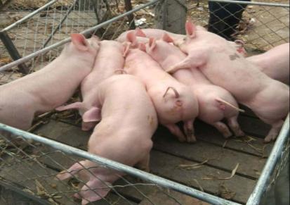 喀什地区 仔猪价格 三元猪苗 三元仔猪养殖场 成法