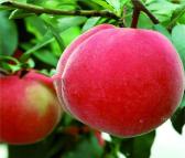 红不软红桃果树苗 保法种植场供应 可食用早熟桃树苗