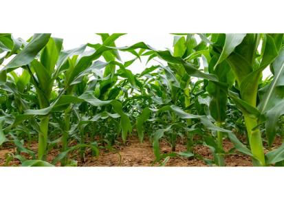 供应玉米专用硒肥 富硒叶面肥 有机硒叶面肥 厂家直销 硒无忧