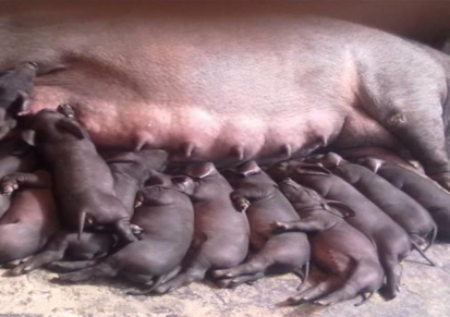 泰旺养殖 二元母猪养殖 太湖一代种母猪 常年直销