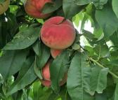 红不软红桃小果苗 保法种植场供应 可食用早熟桃树苗